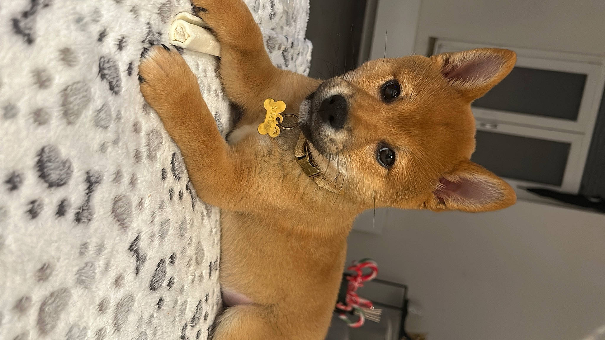 Simba participe au concours pour gagner de l'argent avec cette photo : canidae, carnivore, companion_dog, dog, dog_breed, ear, fawn, felidae, fur, paw, small_to_medium_sized_cats, snout, spitz, stuffed_toy, tail, terrestrial_animal, whiskers, wildlife, window, wood