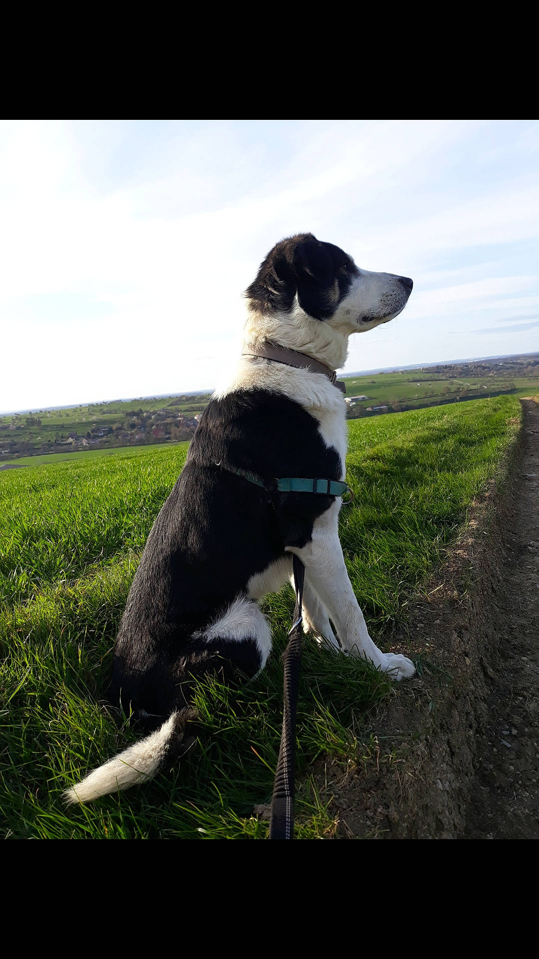 Galou participe au concours pour gagner de l'argent avec cette photo : canidae, carnivore, cloud, collar, companion_dog, dog, dog_breed, dog_collar, grass, grassland, landscape, leash, mcnab, plant, pointing_breed, sky, sporting_group, tail, walking, working_dog