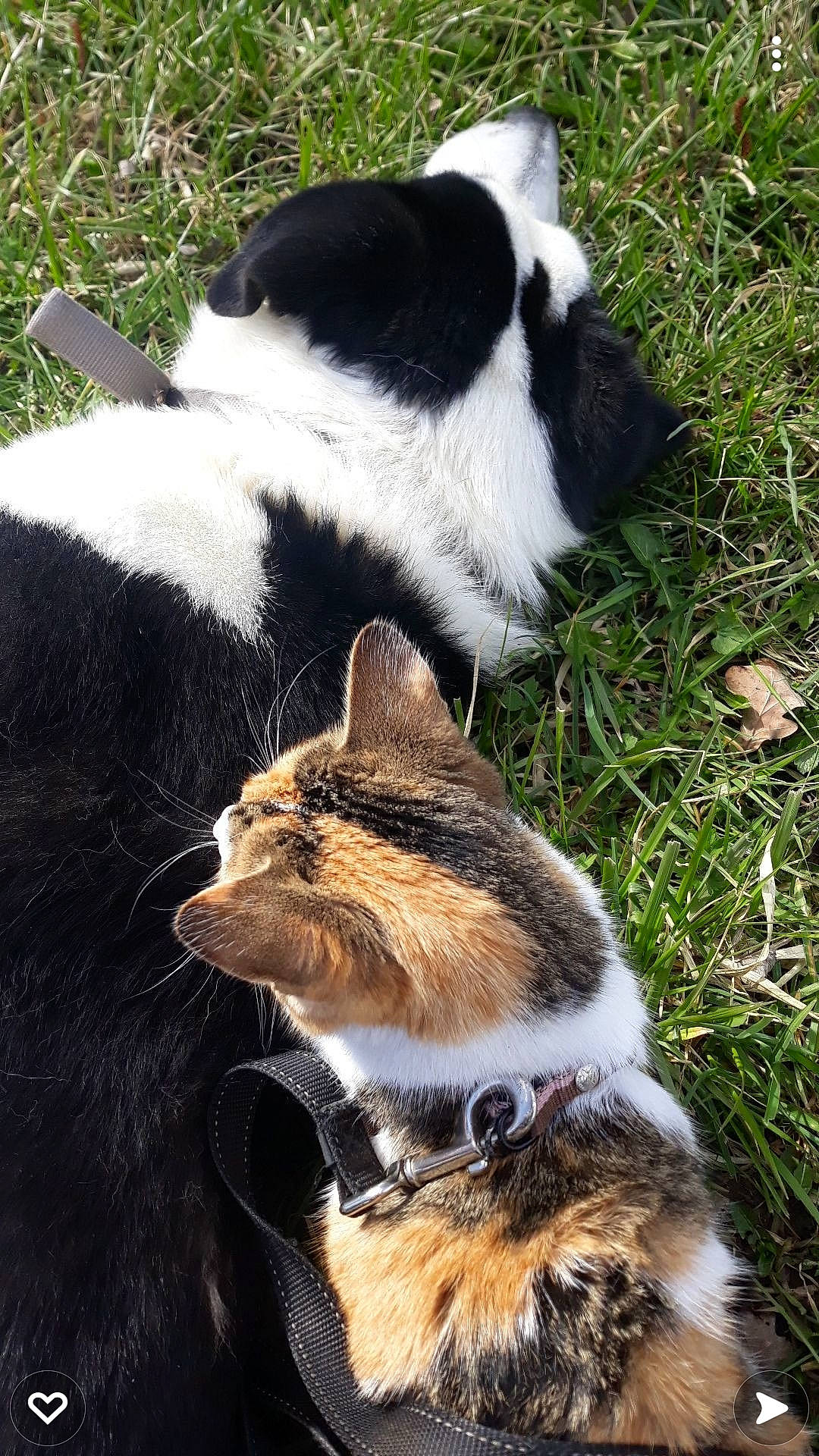 Galou participe au concours pour gagner de l'argent avec cette photo : carnivore, cat, comfort, companion_dog, dog_breed, domestic_short_haired_cat, felidae, fur, grass, groundcover, light, mammal, plant, small_to_medium_sized_cats, snout, tail, terrestrial_animal, tree, vertebrate, whiskers