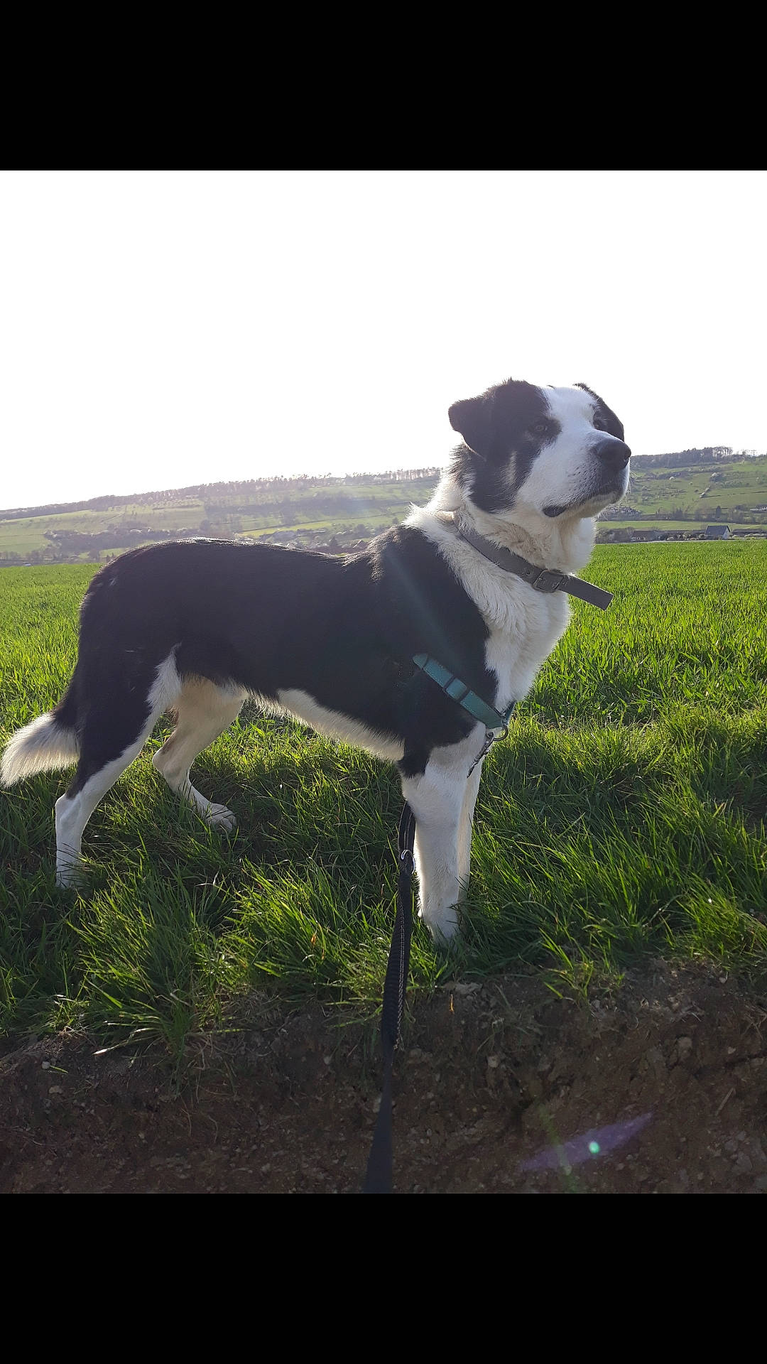 Galou a rejoint le concours — aidez-le/la à gagner de superbes lots ! canidae, carnivore, collar, companion_dog, dog, dog_breed, dog_collar, grass, grassland, gun_dog, leash, pasture, plant, sky, snout, sporting_group, tail, whiskers, working_animal, working_dog