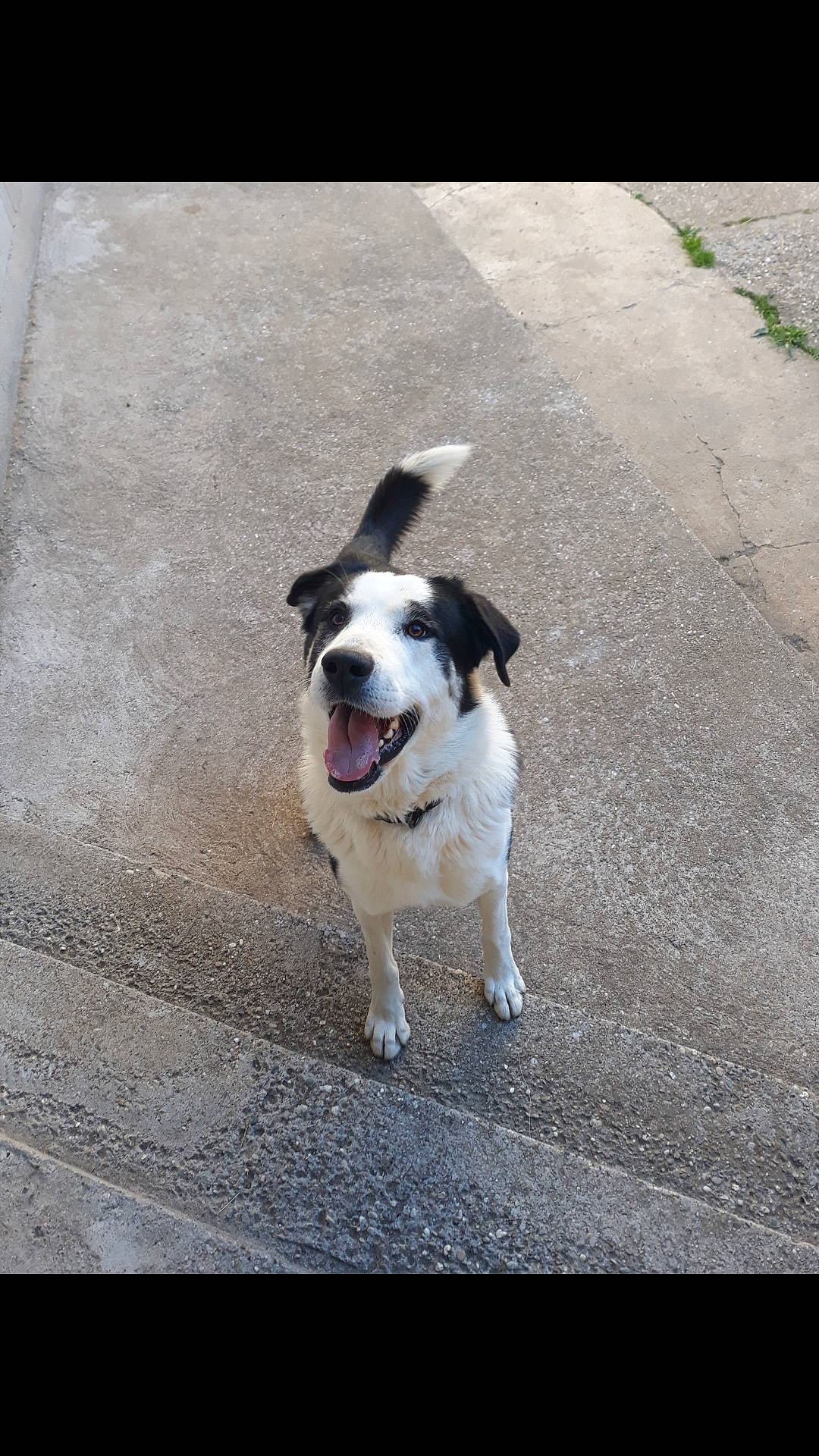 Galou a rejoint le concours — aidez-le/la à gagner de superbes lots ! asphalt, carnivore, collar, companion_dog, concrete, dog, dog_breed, dog_collar, dog_supply, paw, road, road_surface, shadow, sidewalk, sporting_group, street, tail, tar, walking, working_dog