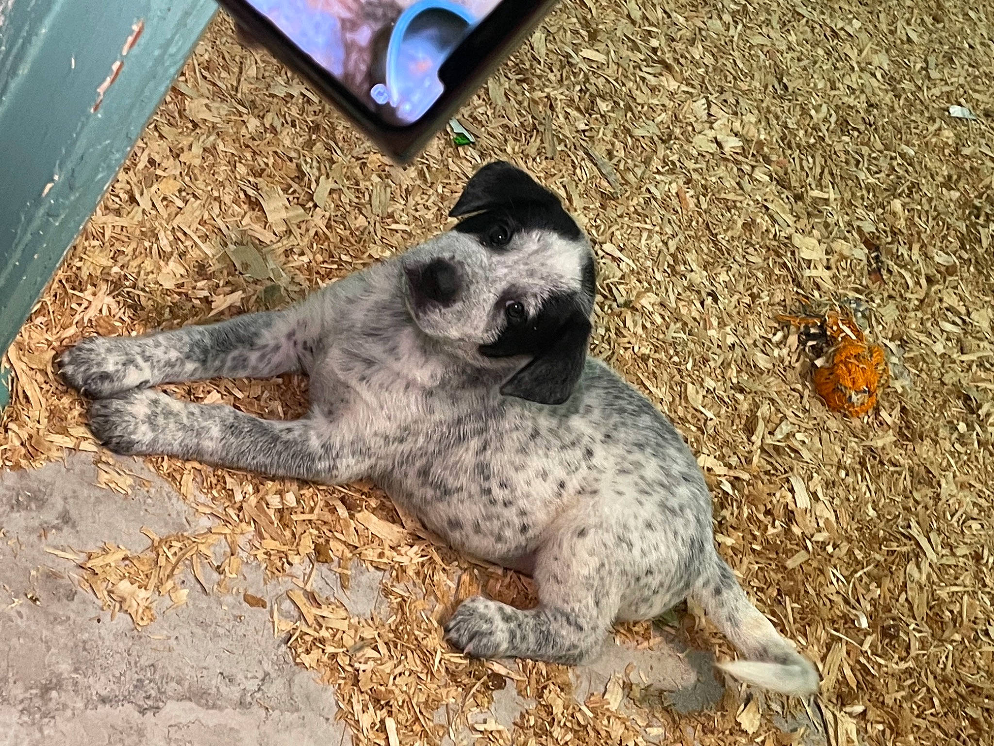 Cinder joined the competition — help win amazing prizes! canidae, claw, dog_breed, foot, fur, livestock, paw, snout, soil, sporting_group, terrestrial_animal, wildlife, working_animal