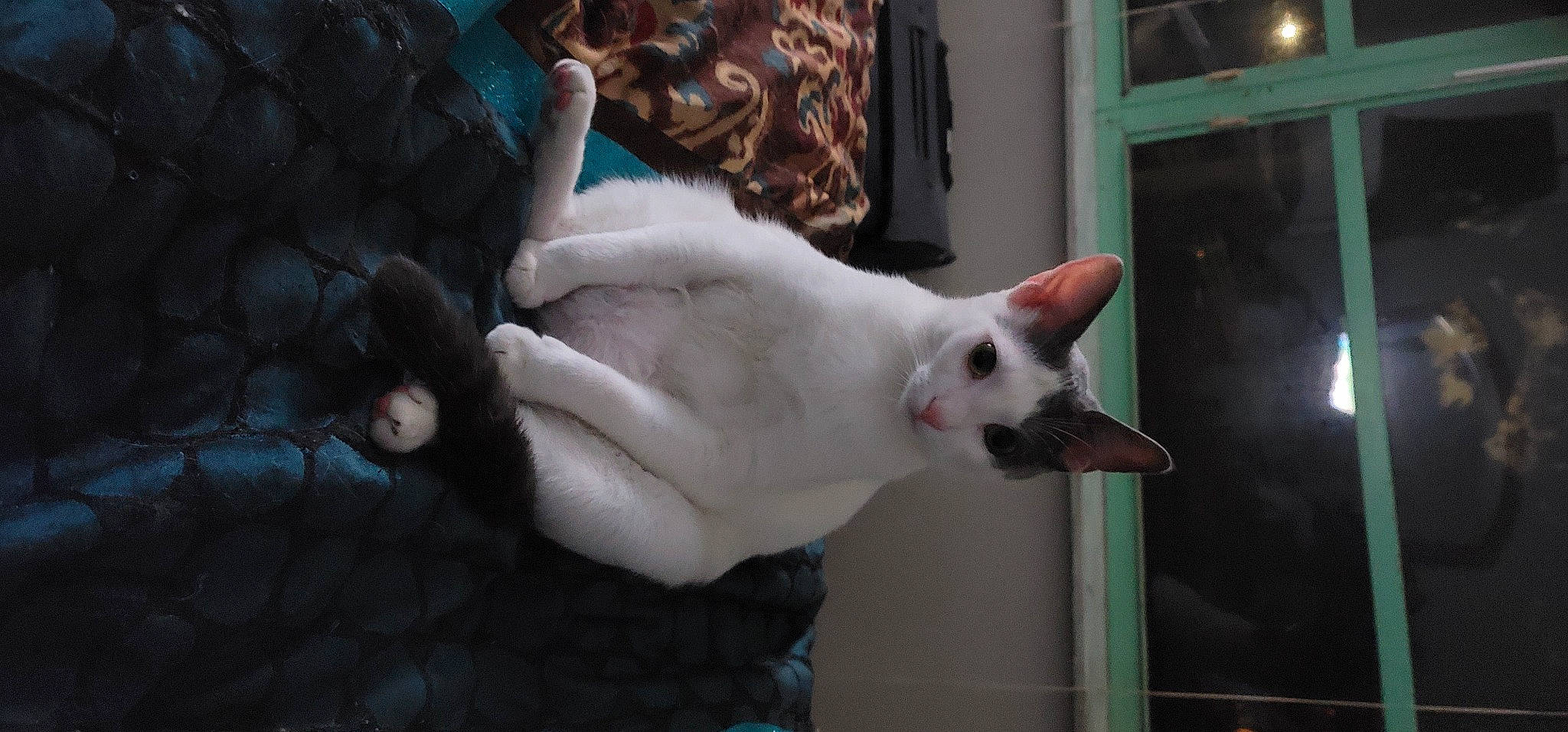 Handsome is registered to the contest to win money with this photo: carnivore, cat, claw, collar, domestic_short_haired_cat, fang, felidae, fur, gesture, paw, small_to_medium_sized_cats, tail, whiskers