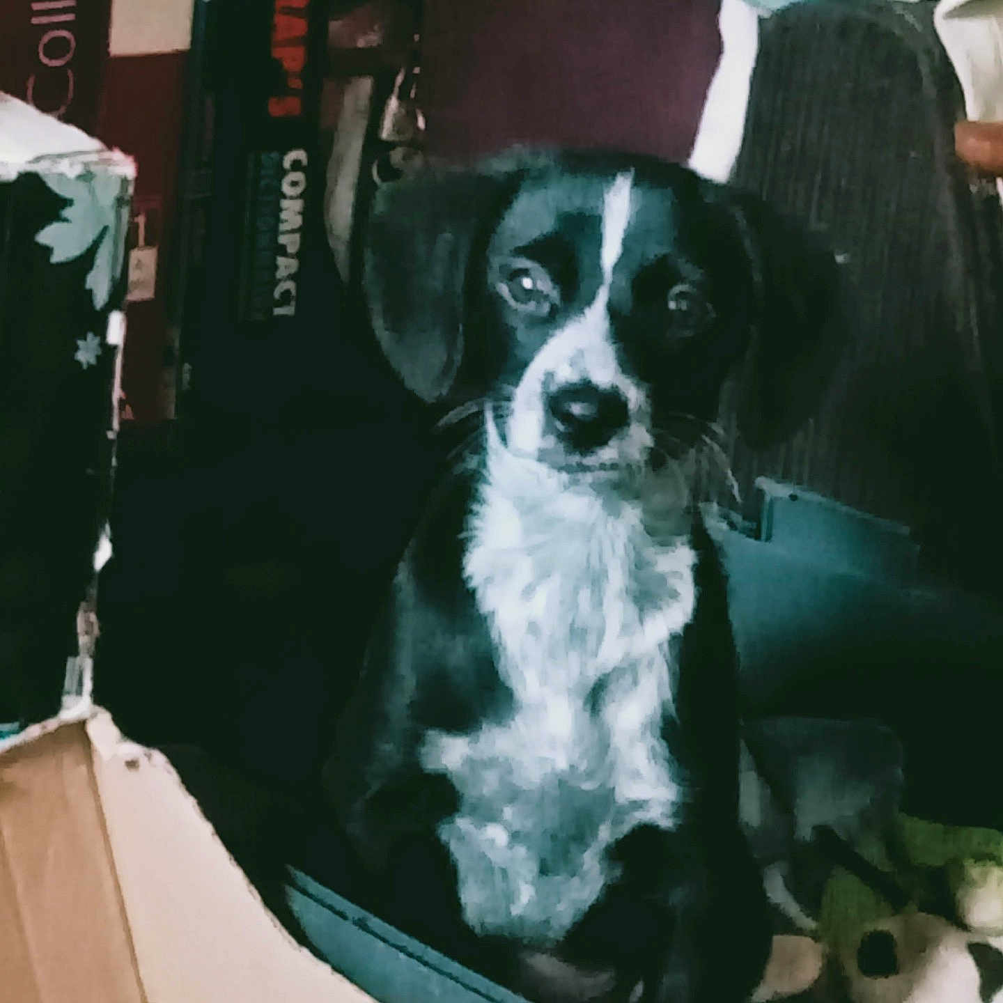 Rost a rejoint le concours — aidez-le/la à gagner de superbes lots ! animal, architecture, ball, bostonbull, box, bulldog, canine, chair, couch, cushion, dog, furniture, homedecor, hound, indoors, pet, puppy, sport, tennis, tennisball