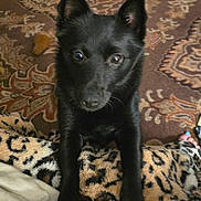 Dakota Skye is registered to the contest to win money with this photo: dog, black_dog, pet, animal, indoor, carpet, blanket, leopard_print, cute, curious, front_paws, fur, ears, eyes, looking_up, close_up, home, cozy, companion, mammal
