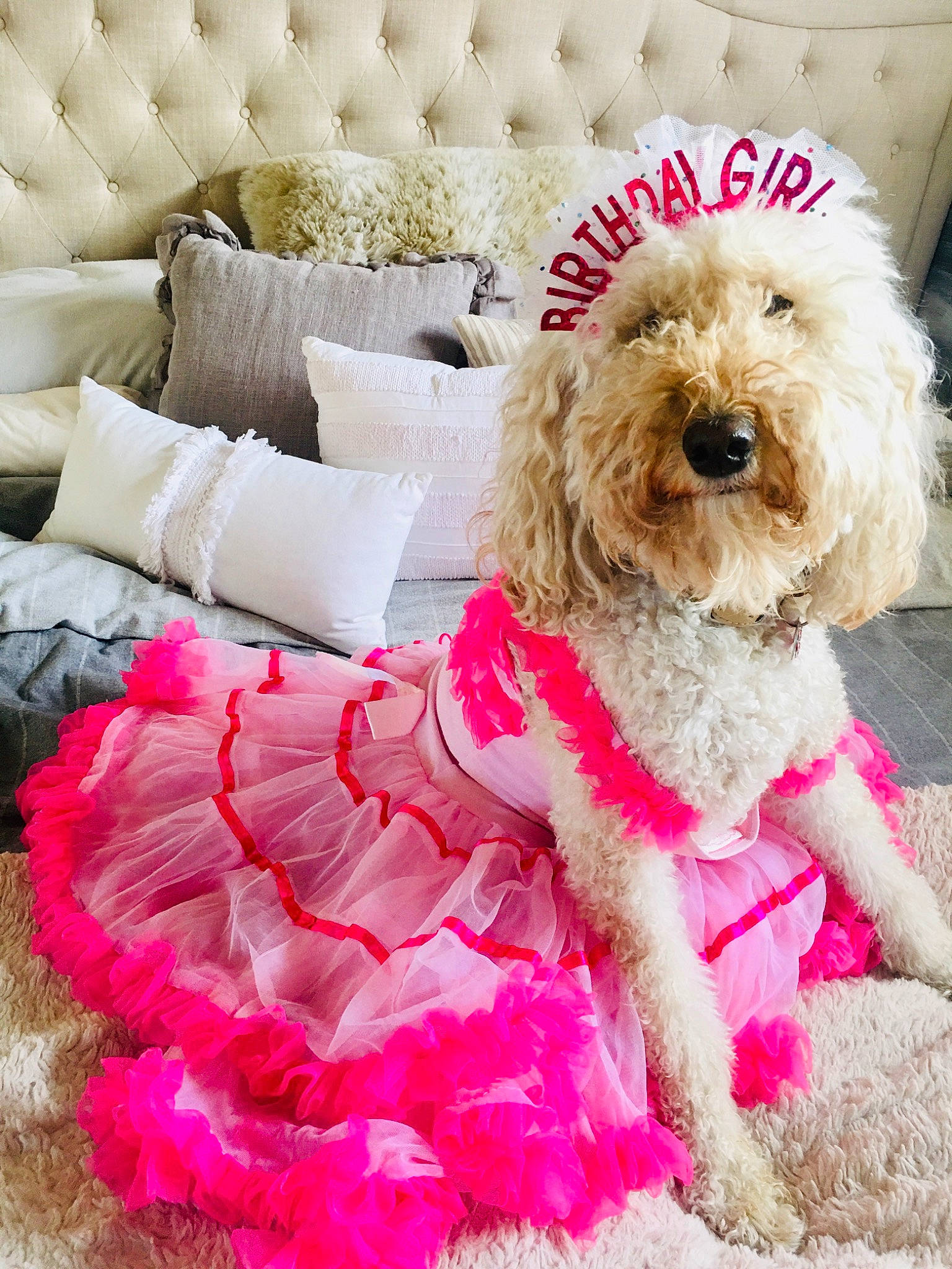 Rosa is registered to the contest to win money with this photo: canidae, carnivore, cockapoo, companion_dog, dog, dog_breed, dog_clothes, dog_collar, dog_supply, goldendoodle, labradoodle, maltepoo, non_sporting_group, outerwear, pink, poodle, puppy, puppy_love, toy_dog, toy_poodle
