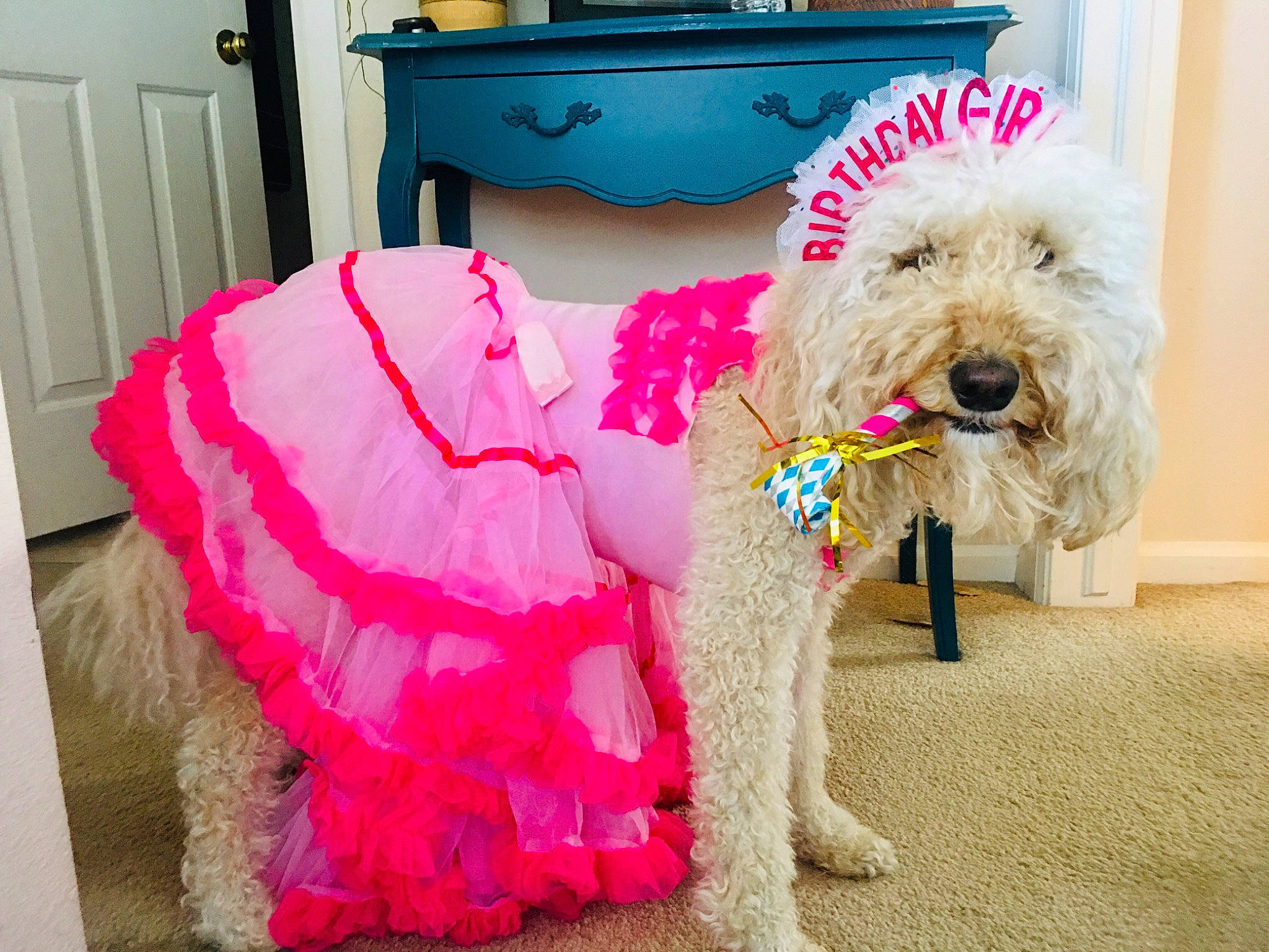 Rosa joined the competition — help win amazing prizes! canidae, carnivore, companion_dog, dog, dog_breed, dog_clothes, goldendoodle, irish_soft_coated_wheaten_terrier, leash, outerwear, pink, puppy, rare_breed_dog, terrier