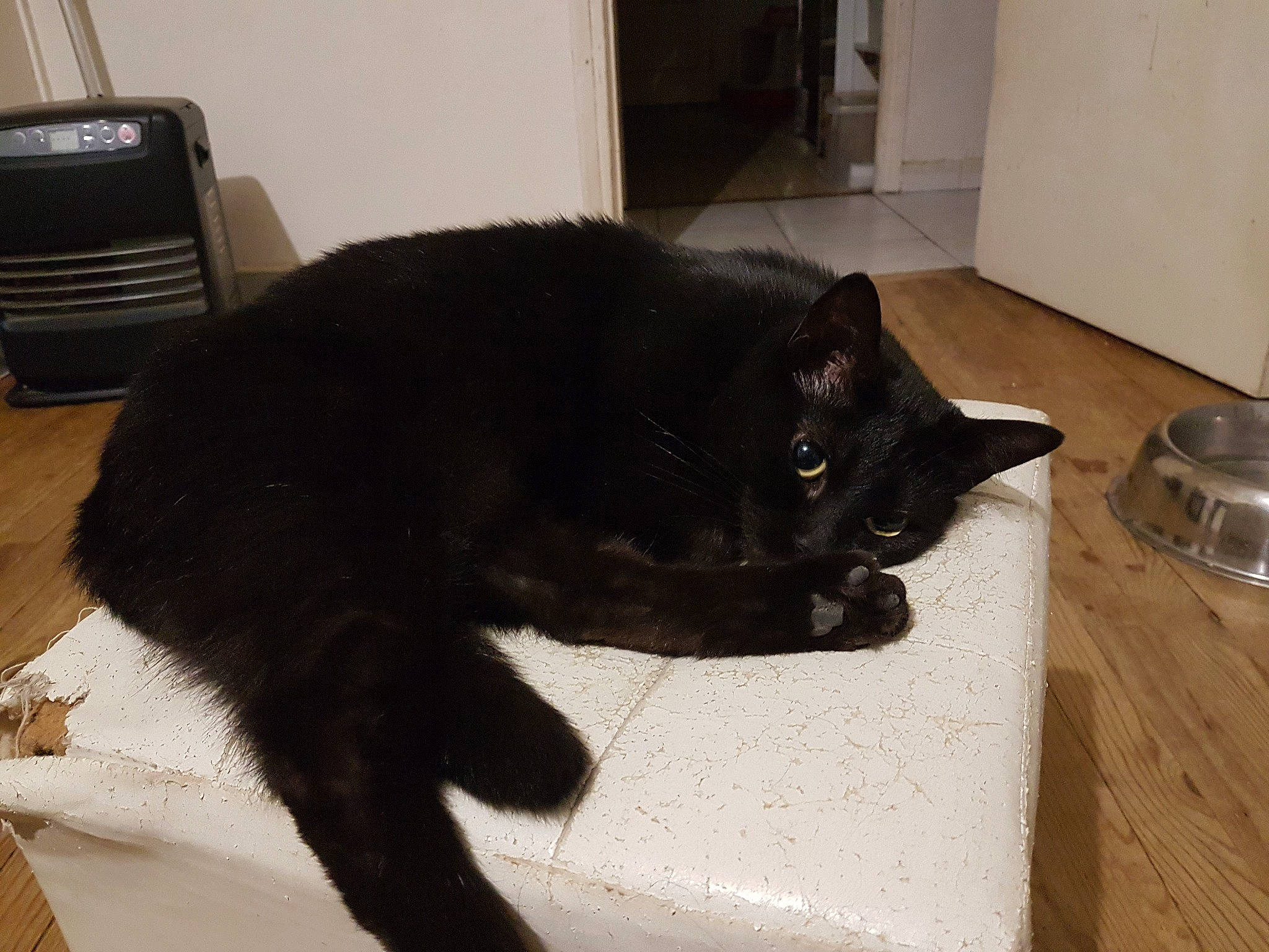 Coffee a rejoint le concours — aidez-le/la à gagner de superbes lots ! asian, black, black_cat, bombay, carnivore, cat, claw, domestic_short_haired_cat, european_shorthair, felidae, floor, fur, kitten, mammal, polydactyl_cat, small_to_medium_sized_cats, tail, whiskers