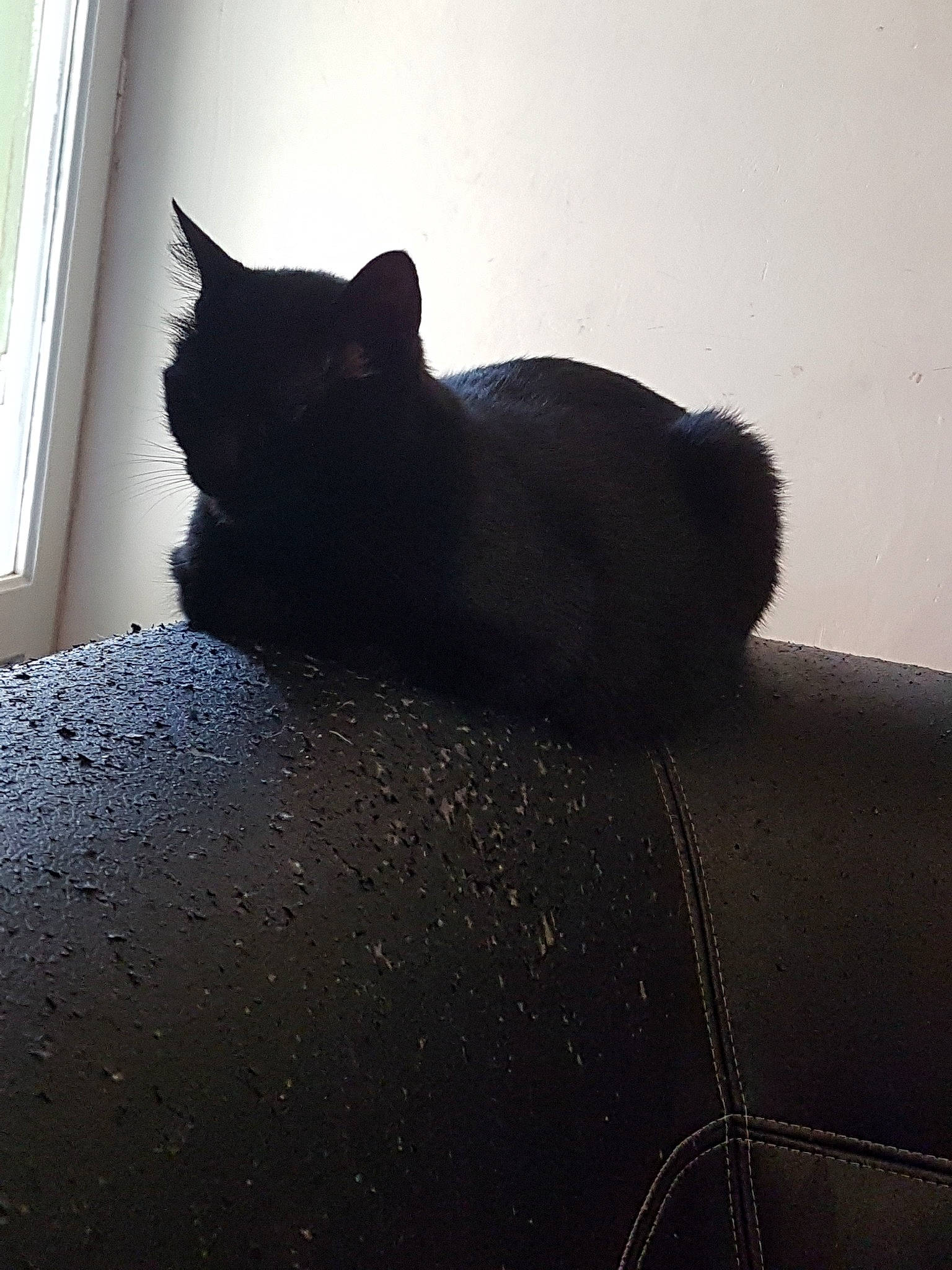 Coffee participe au concours pour gagner de l'argent avec cette photo : black, black_and_white, black_cat, british_shorthair, carnivore, cat, domestic_short_haired_cat, felidae, fur, room, small_to_medium_sized_cats, snout, tail, whiskers