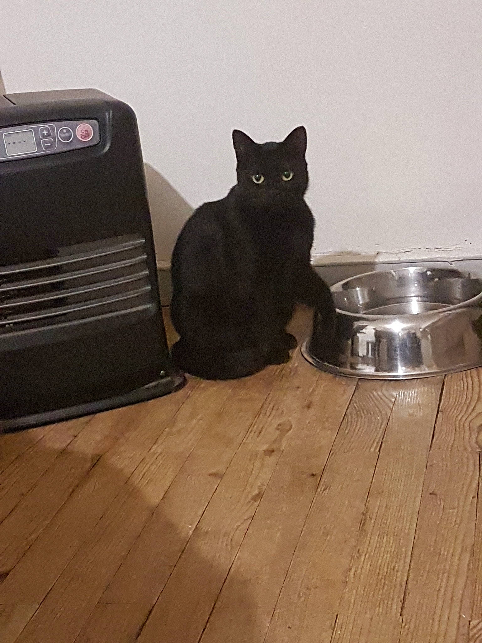 Coffee a rejoint le concours — aidez-le/la à gagner de superbes lots ! asian, black_cat, british_shorthair, carnivore, cat, cat_supply, domestic_short_haired_cat, european_shorthair, felidae, floor, flooring, kitten, small_to_medium_sized_cats, whiskers