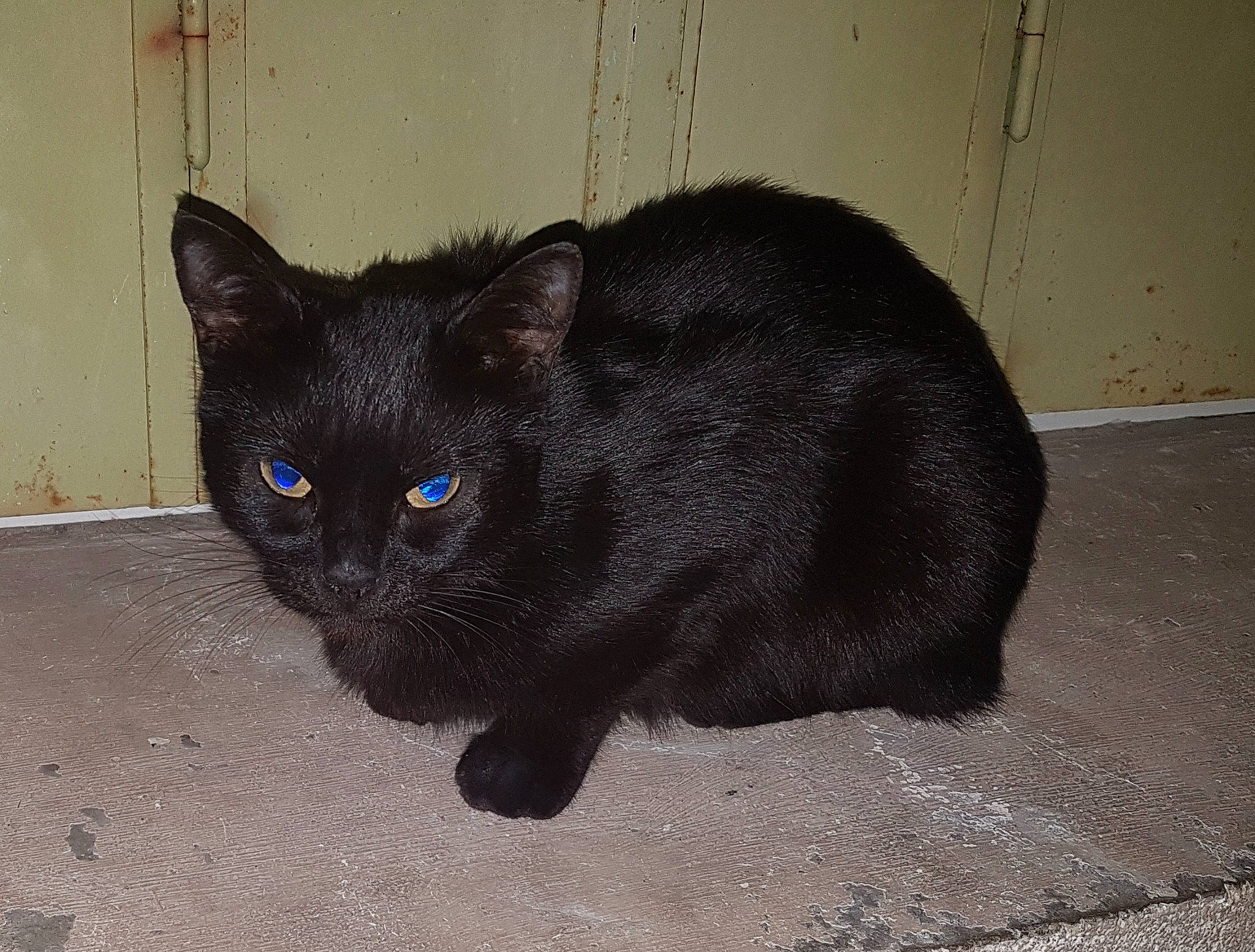 Coffee a rejoint le concours — aidez-le/la à gagner de superbes lots ! asian, black, black_cat, bombay, burmese, carnivore, cat, domestic_short_haired_cat, eye, felidae, fur, german_rex, havana_brown, korat, mammal, small_to_medium_sized_cats, snout, tail, vertebrate, whiskers