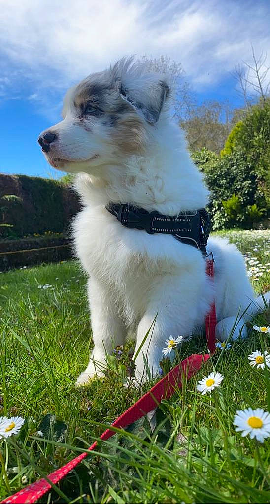 Kovu participe au concours pour gagner de l'argent avec cette photo : carnivore, cloud, collar, companion_dog, dog, dog_breed, dog_collar, fawn, flower, grass, grass_family, grassland, leash, plant, sky, snout, sporting_group, tail, tree, whiskers