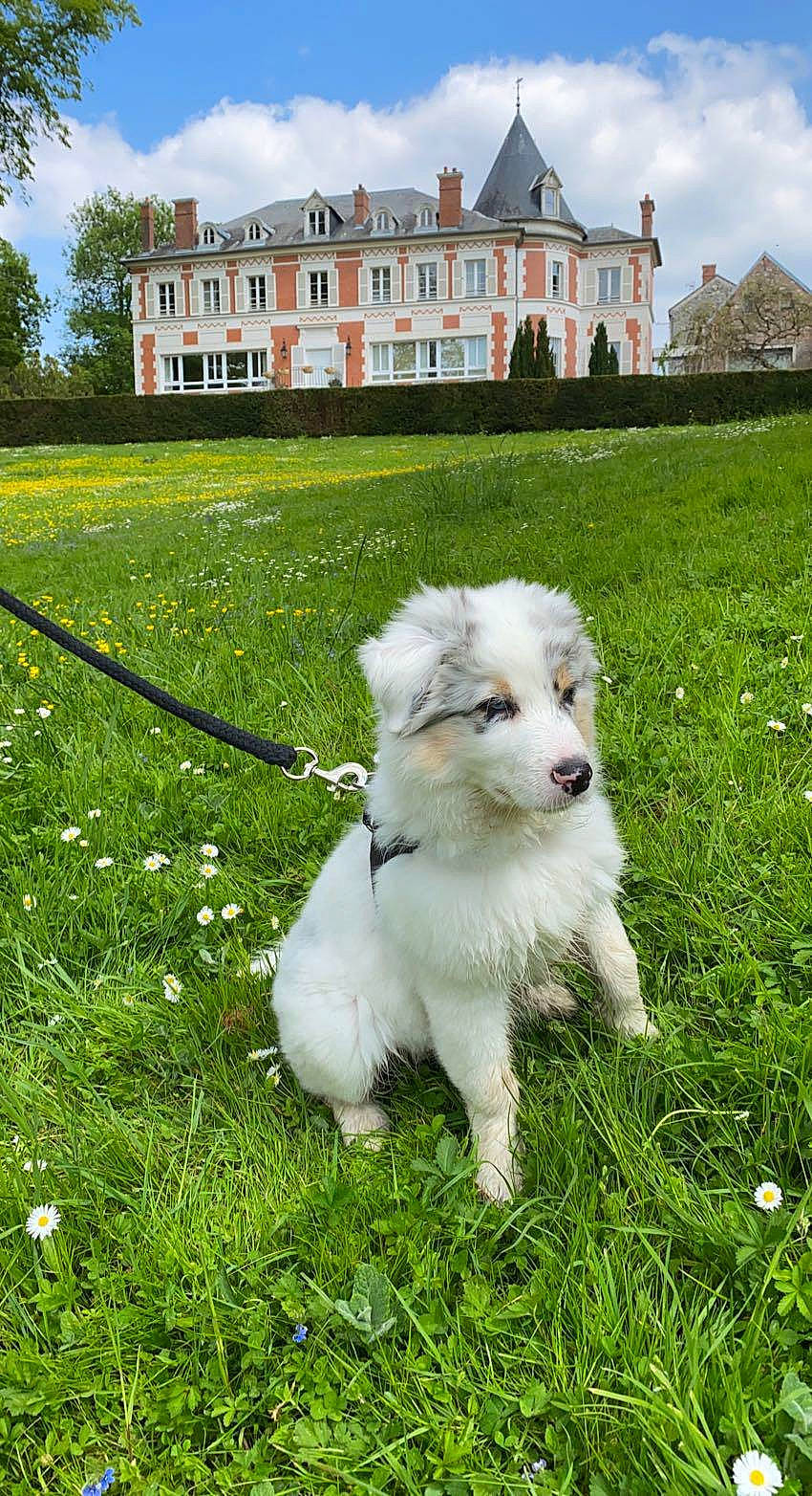 Kovu a rejoint le concours — aidez-le/la à gagner de superbes lots ! building, carnivore, cloud, companion_dog, dog, dog_breed, flower, grass, grassland, groundcover, house, lawn, meadow, plant, sky, tail, toy_dog, tree, window, working_animal