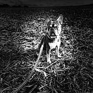 Thanos a rejoint le concours — aidez-le/la à gagner de superbes lots ! dog, french_bulldog, leash, outdoor, black_and_white, animal, pet, sitting, nature, field, leaves, straw, portrait, canine, focused, moody, dramatic_lighting, texture, ground, alone