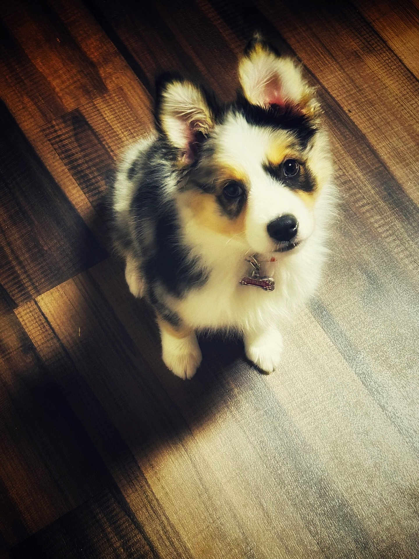Piper