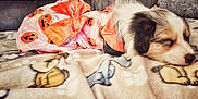 Piper is registered to the contest to win money with this photo: puppy, dog, sleeping, costume, pumpkin, orange, blanket, pattern, cute, pet, fur, cozy, indoors, couch, resting, animal, young, soft, comfort, nap