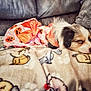 puppy, dog, sleeping, costume, pumpkin, orange, blanket, pattern, cute, pet, fur, cozy, indoors, couch, resting, animal, young, soft, comfort, nap