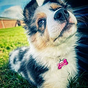 Piper joined the competition — help win amazing prizes! dog, puppy, close_up, grass, outdoor, sky, clouds, fur, pet, animal, cute, collar, tag, nature, blurred_background, fluffy, tri_color, portrait, young_dog, curious