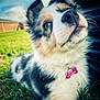 dog, puppy, close_up, grass, outdoor, sky, clouds, fur, pet, animal, cute, collar, tag, nature, blurred_background, fluffy, tri_color, portrait, young_dog, curious