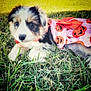 Piper is registered to the contest to win money with this photo: puppy, dog, grass, costume, dress, pink, jack_o_lantern, outdoor, cute, animal, pet, young, fur, black, white, brown, laying_down, festive, holiday, nature