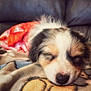 Piper joined the competition — help win amazing prizes! puppy, dog, sleeping, blanket, fur, cute, pet, cozy, indoor, animal, face, nose, ears, soft, resting, comfort, adorable, young, portrait, domestic