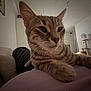 animal, cat, cat_tree, close_up, cozy, cute, domestic_cat, feline, fur, furniture, home, indoor, mammal, paw, pet, relaxed, resting, soft_surface, tabby_cat, whiskers