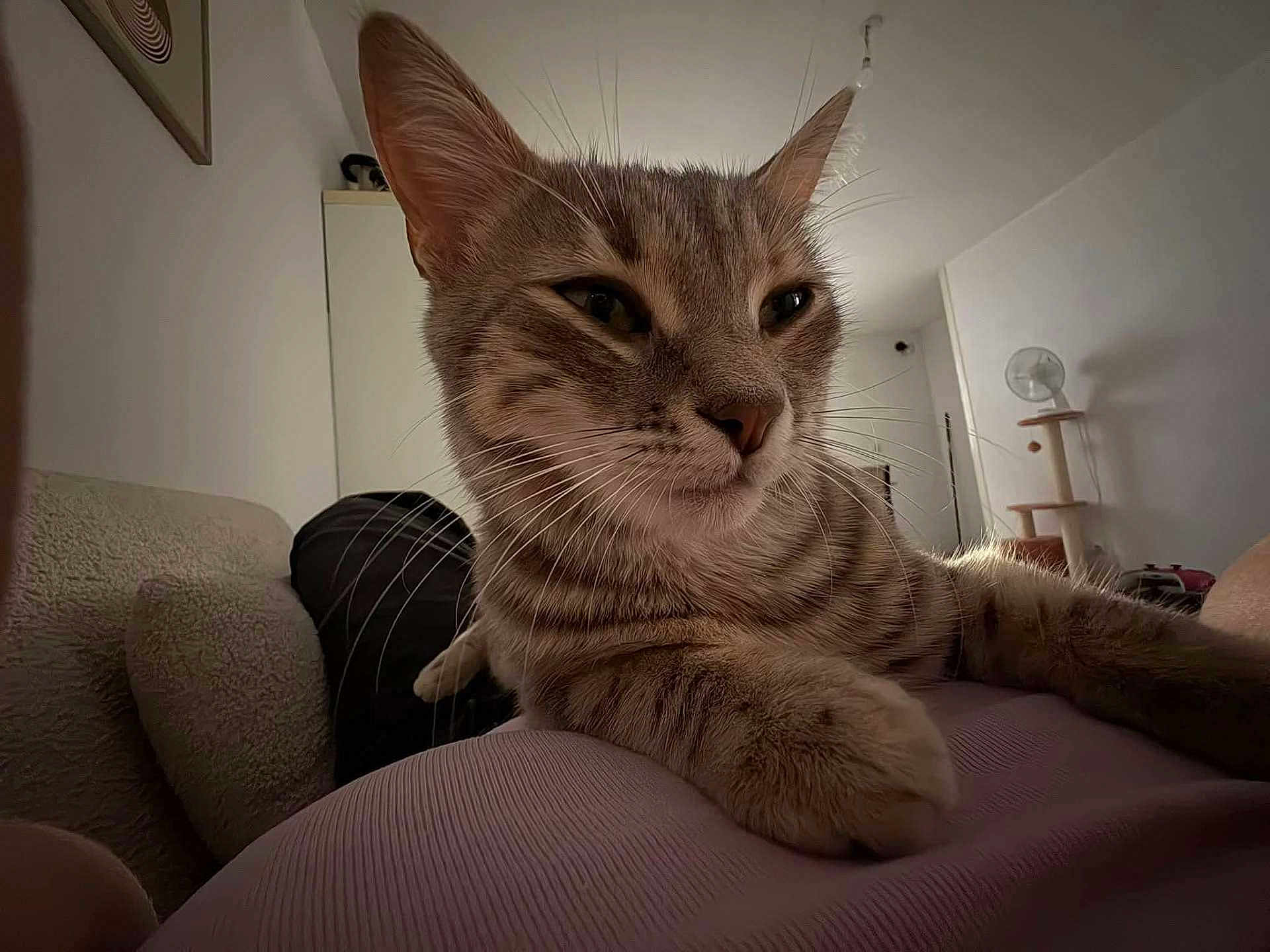 Atena