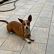 Melba a rejoint le concours — aidez-le/la à gagner de superbes lots ! dog, brown, white_speckles, pet, animal, ears, tile_floor, outdoor, relaxed, laying_down, potted_plants, garden_hose, backyard, canine, paw, short_hair, alert, domestic_animal, companion, quiet