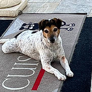 Lypsy participe au concours pour gagner de l'argent avec cette photo : dog, animal, pet, laying, carpet, mat, floor, stone_tiles, brown, white, black, ears, face, looking, outdoor, decorative, paw, snout, fur, domestic_animal