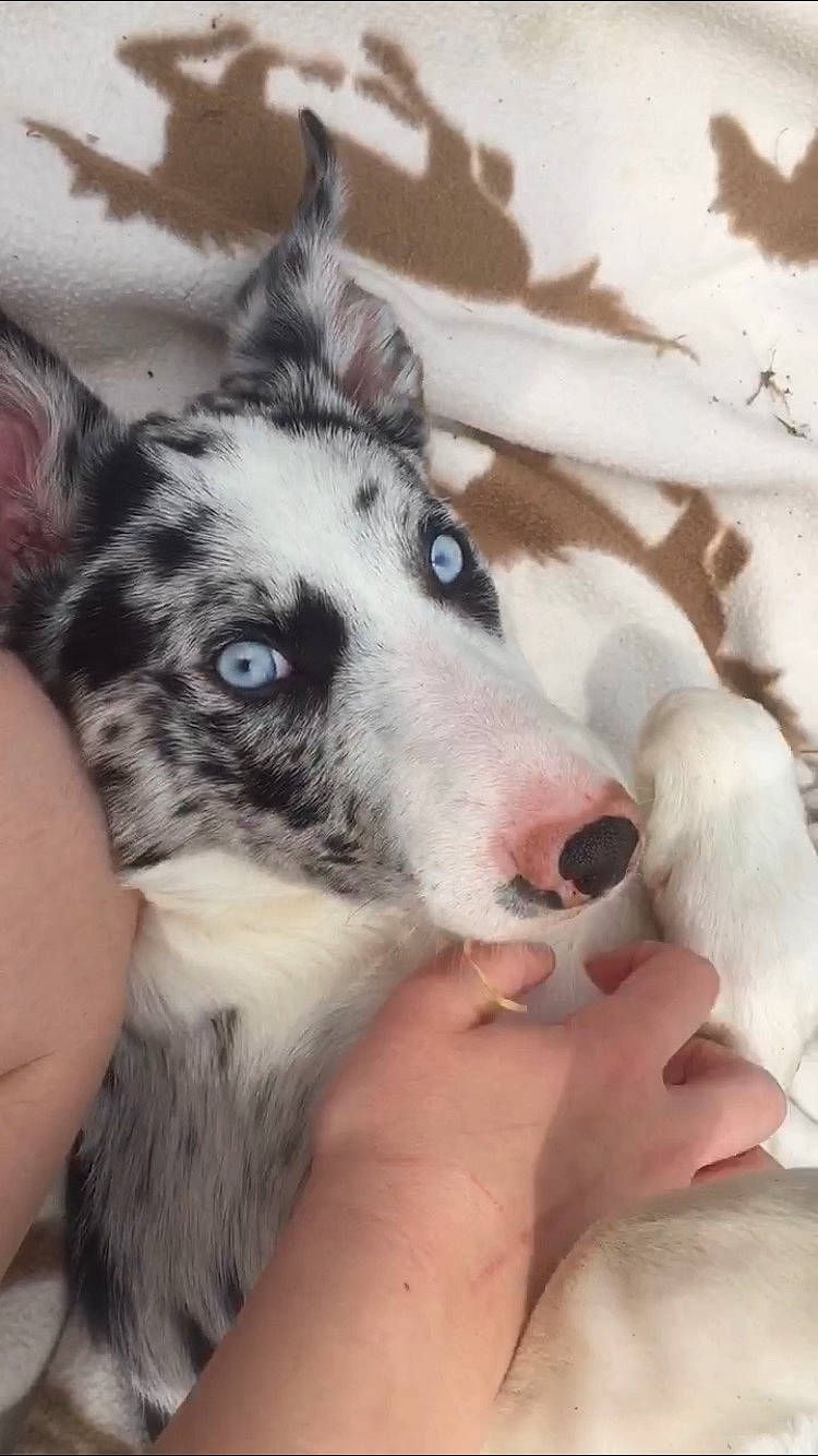 Addie Piglet Sparks is registered to the contest to win money with this photo: ancient_dog_breeds, canidae, carnivore, comfort, companion_dog, dog, dog_breed, foot, fur, non_sporting_group, sled_dog, snow, sporting_group, terrestrial_animal, texas_heeler, whiskers, working_animal, working_dog