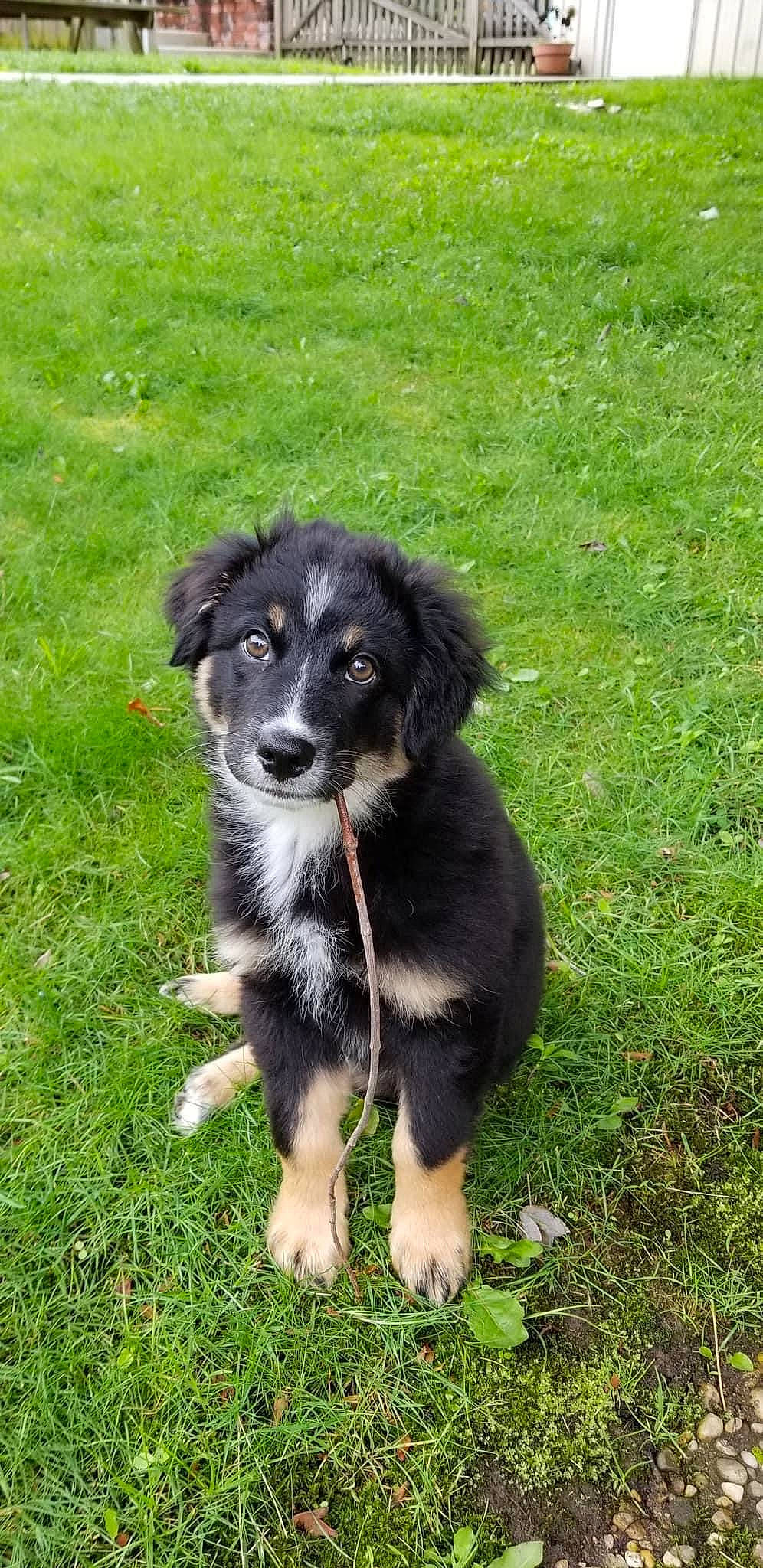 Oakley is registered to the contest to win money with this photo: borador, canidae, carnivore, companion_dog, dog, dog_breed, grass, herding_dog, snout, sporting_group, working_dog