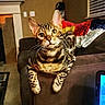 cat, bengal_cat, pet, indoor, couch, living_room, furniture, animal, whiskers, eyes, fur_pattern, curious, relaxed, mammal, home, cozy, colorful_blanket, paws, alert, resting