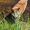 Tyson is registered to the contest to win money with this photo: dog, water, grass, nature, outdoor, animal, tongue, mud, yellow_flowers, greenery, daylight, summer, canine, fur, pet, shallow_water, plants, bank, sunlight, leash