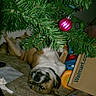 dog, christmas_tree, ornament, upside_down, carpet, box, toy, indoor, pet, holiday, relaxed, brown, white, collar, decorations, floor, household, festive, playful, cheerful