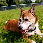 Tyson is registered to the contest to win money with this photo: dog, grass, outdoor, sunlight, pet, animal, canine, field, collar, nature, fence, happy, tongue_out, relaxed, greenery, daylight, ears_up, lying_down, summer, closeup