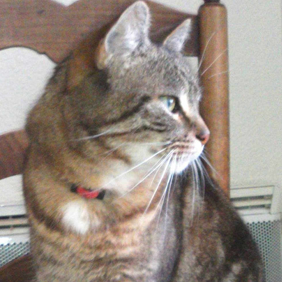 Trotinette a rejoint le concours — aidez-le/la à gagner de superbes lots ! animal, background, cat, chair, close_up, collar, domestic_cat, feline, fur, household, indoor, looking_away, mammal, pet, side_profile, sitting, tabby_cat, vent, whiskers, wooden_chair