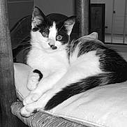 Belle a rejoint le concours — aidez-le/la à gagner de superbes lots ! animal, black_and_white, bookshelf, cat, chair, cozy, cushion, domestic, ears, feline, floor, furniture, home, indoor, pet, relaxed, resting, tail, whiskers, window
