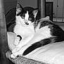 animal, black_and_white, bookshelf, cat, chair, cozy, cushion, domestic, ears, feline, floor, furniture, home, indoor, pet, relaxed, resting, tail, whiskers, window