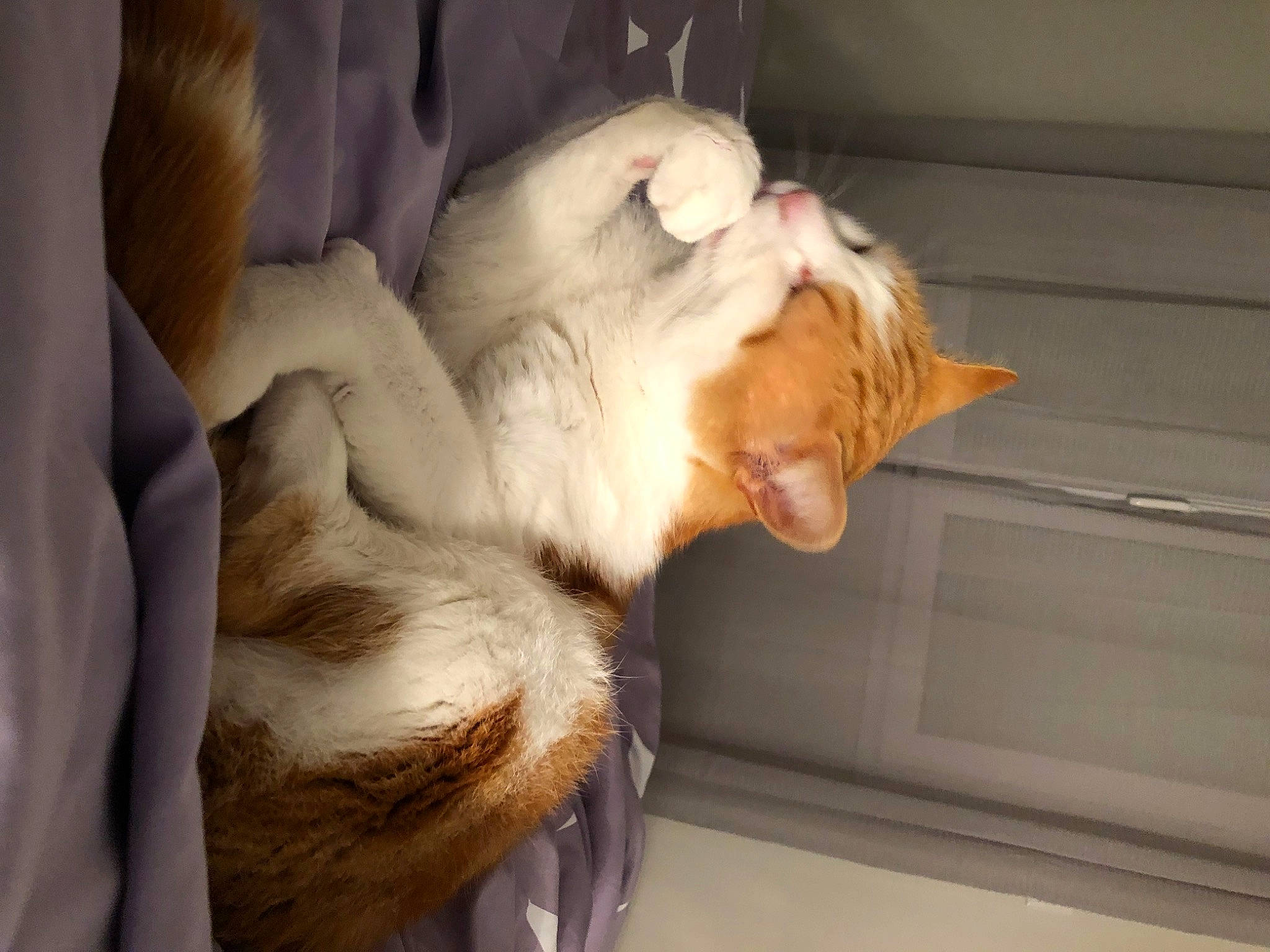 Simba participe au concours pour gagner de l'argent avec cette photo : carnivore, cat, claw, comfort, companion_dog, domestic_short_haired_cat, ear, fawn, felidae, fur, gesture, paw, small_to_medium_sized_cats, tail, whiskers