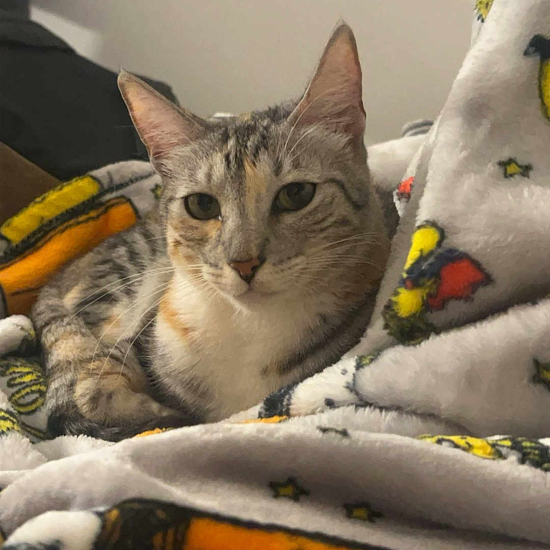 Kintana is registered to the contest to win money with this photo: abyssinian, animal, baby, blanket, cat, clothing, dynamite, face, furniture, glove, head, homedecor, kitten, linen, person, pet, photography, portrait, quilt, weapon