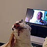 Blueberry Pancake joined the competition — help win amazing prizes! dog, indoor, television, screen, blanket, furniture, pet, curious, light, couch, ears, head, watching, room, canine, home, relaxing, portrait, animal, companion