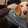 Blueberry Pancake joined the competition — help win amazing prizes! dog, hoodie, blanket, bed, indoor, pet, canine, fur, ears, nose, comfort, relaxing, casual, clothing, warm, domestic, animal, white, brown, portrait