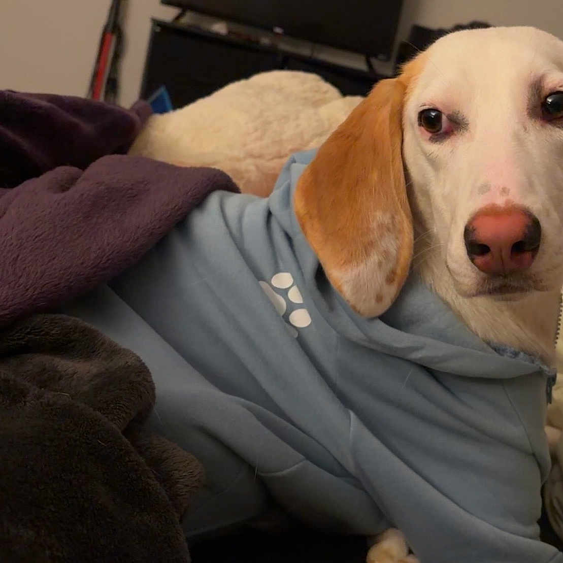 Blueberry Pancake joined the competition — help win amazing prizes! dog, hoodie, blanket, bed, indoor, pet, canine, fur, ears, nose, comfort, relaxing, casual, clothing, warm, domestic, animal, white, brown, portrait