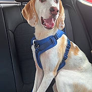 Blueberry Pancake joined the competition — help win amazing prizes! dog, canine, pet, harness, car_interior, back_seat, sitting, happy, excited, animal, fur, tail, ears, mouth_open, eyes, window, seatbelt, vehicle, road_trip, domestic_animal
