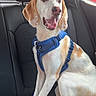 dog, canine, pet, harness, car_interior, back_seat, sitting, happy, excited, animal, fur, tail, ears, mouth_open, eyes, window, seatbelt, vehicle, road_trip, domestic_animal