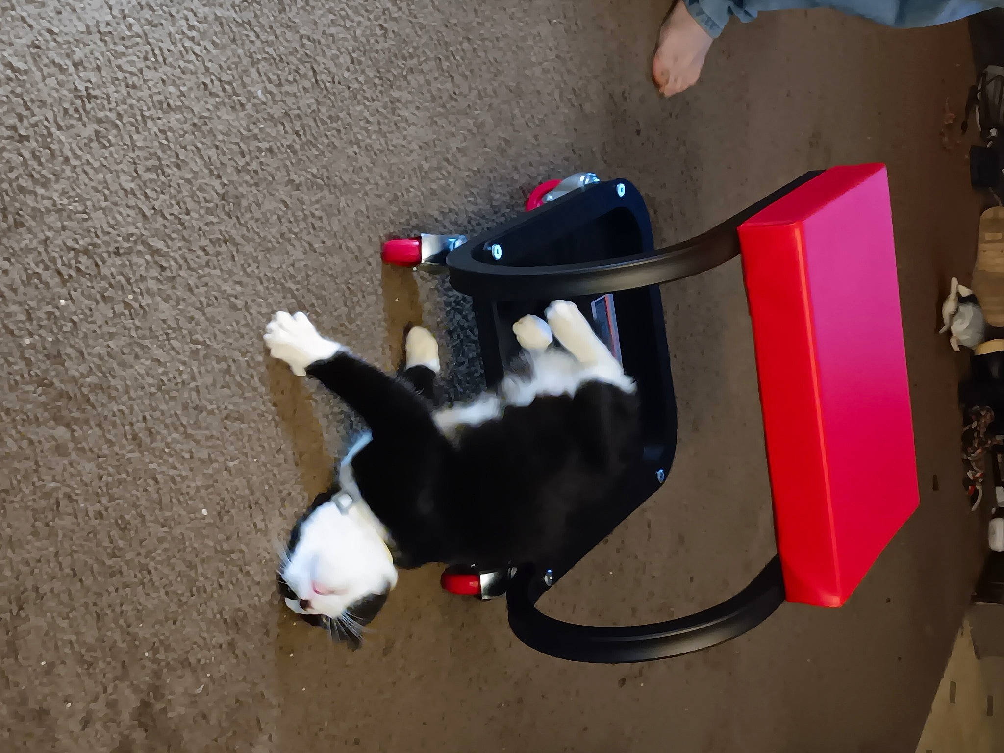 Oreo joined the competition — help win amazing prizes! adventure, art, canidae, carmine, carnivore, collar, companion_dog, concrete, dog, dog_breed, flooring, fun, fur, hat, pet_supply, recreation, sporting_group, tail, visual_arts, working_animal