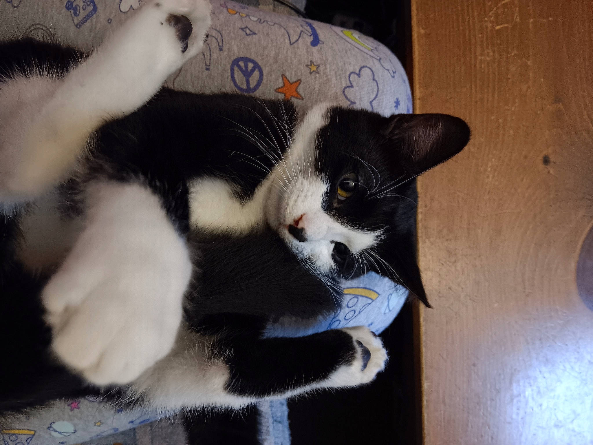 Oreo is registered to the contest to win money with this photo: carnivore, cat, claw, comfort, domestic_short_haired_cat, felidae, flooring, fur, hardwood, paw, small_to_medium_sized_cats, snout, tail, whiskers, wood