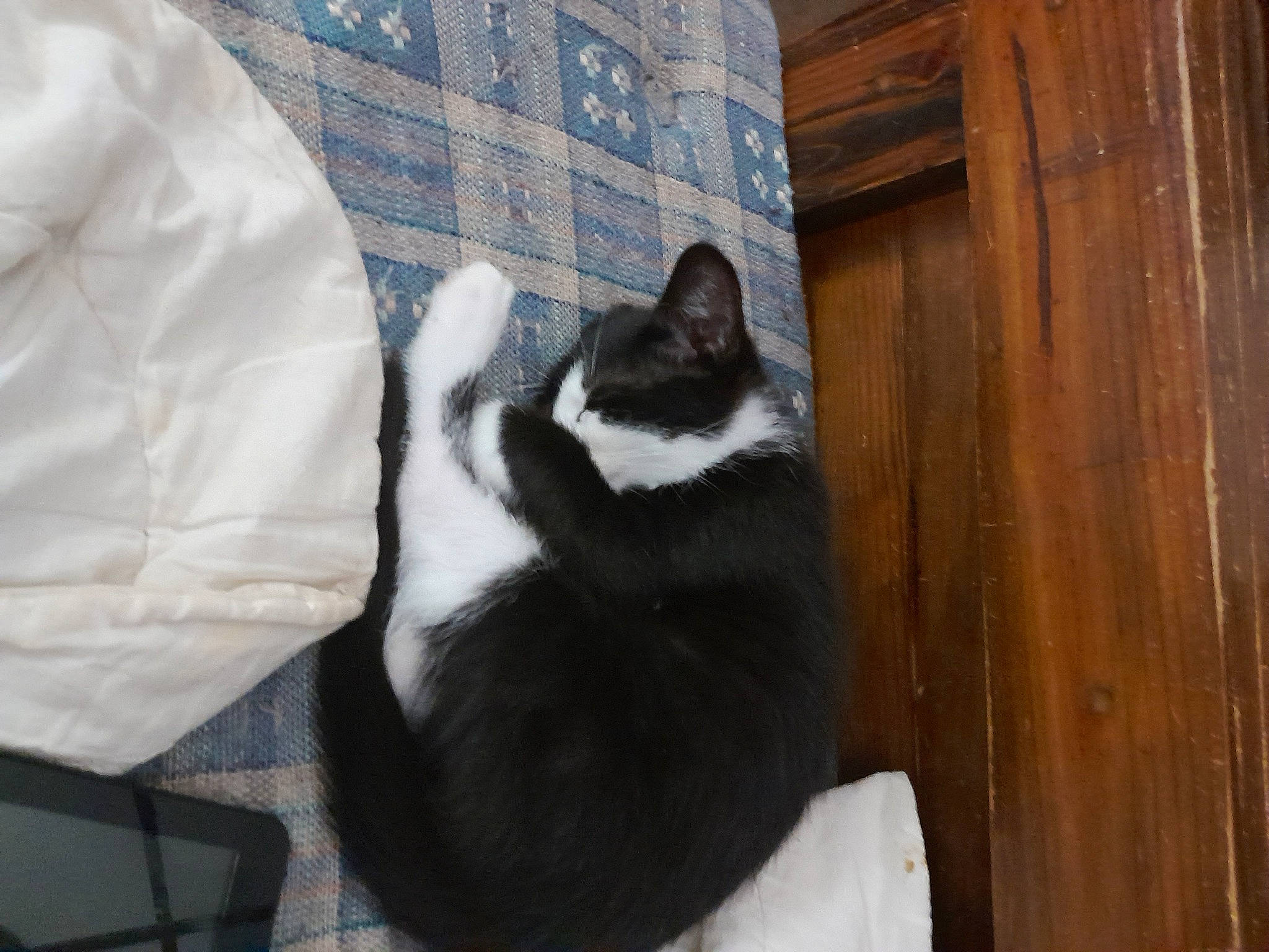 Oreo is registered to the contest to win money with this photo: carnivore, cat, comfort, couch, domestic_short_haired_cat, felidae, flooring, fur, grey, hardwood, linens, paw, pillow, plank, room, small_to_medium_sized_cats, tail, whiskers, wood, wood_stain