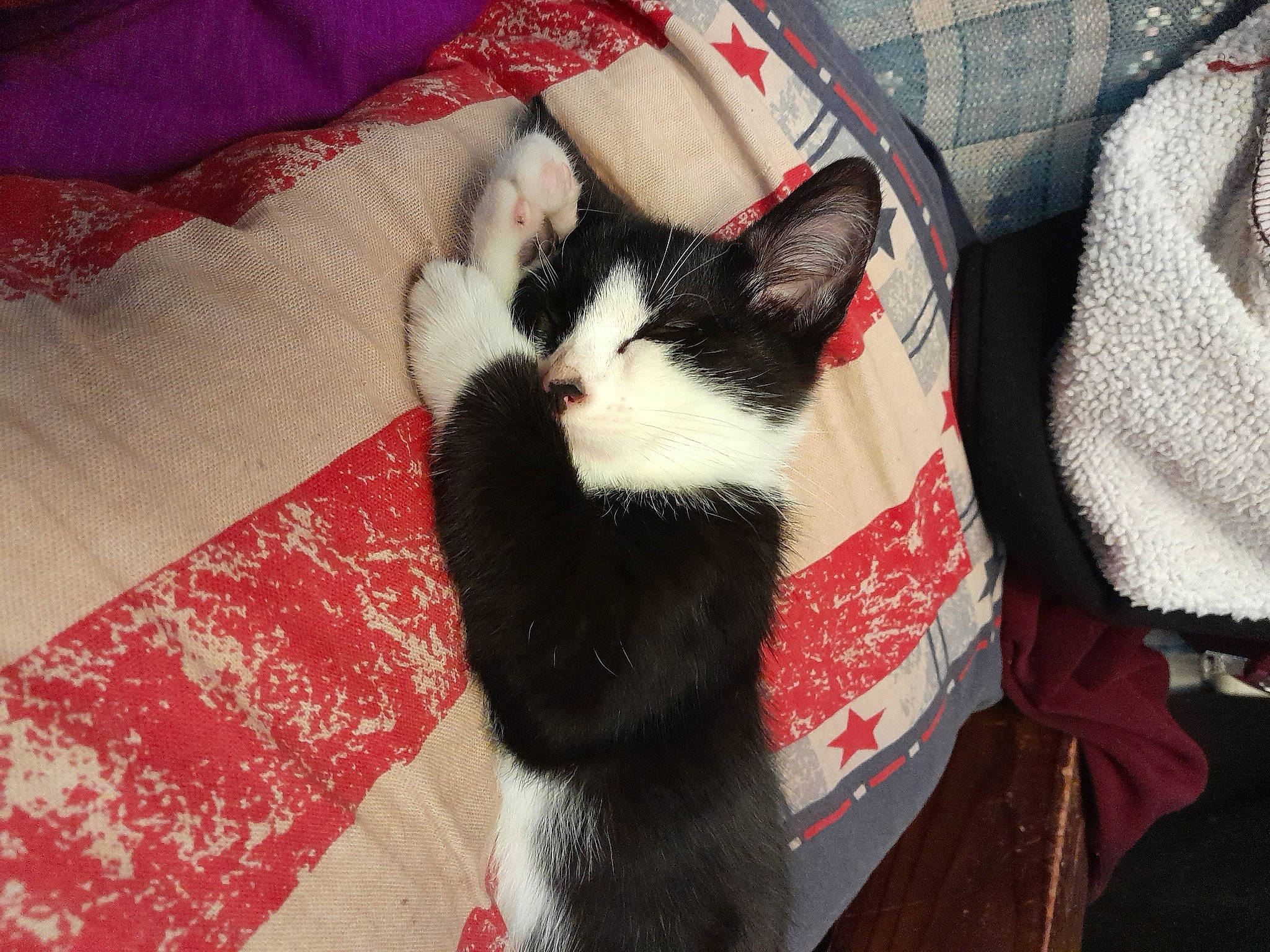 Oreo is registered to the contest to win money with this photo: canidae, carmine, carnivore, cat, claw, comfort, domestic_short_haired_cat, eye, felidae, flooring, formal_wear, fur, lap, linens, pattern, paw, small_to_medium_sized_cats, suit, tail, whiskers