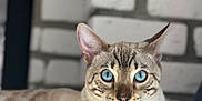 Yuna participe au concours pour gagner de l'argent avec cette photo : animal, blue_eyes, brick_wall, cat, closeup, cute, domestic_cat, ears, feline, indoor, lying_down, mammal, pet, portrait, relaxed, resting, soft_light, striped_fur, tabby, whiskers